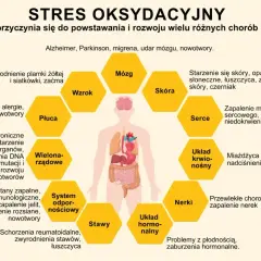 Stres oksydacyjny wpływa na mózg, wzrok, płuca, skórę, serce, układ krwionośny, nerki, układ hormonalny i stawy, prowadząc do chorób.