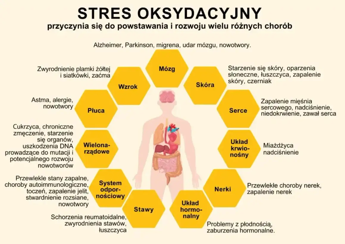 Stres oksydacyjny wpływa na mózg, wzrok, płuca, skórę, serce, układ krwionośny, nerki, układ hormonalny i stawy, prowadząc do chorób.