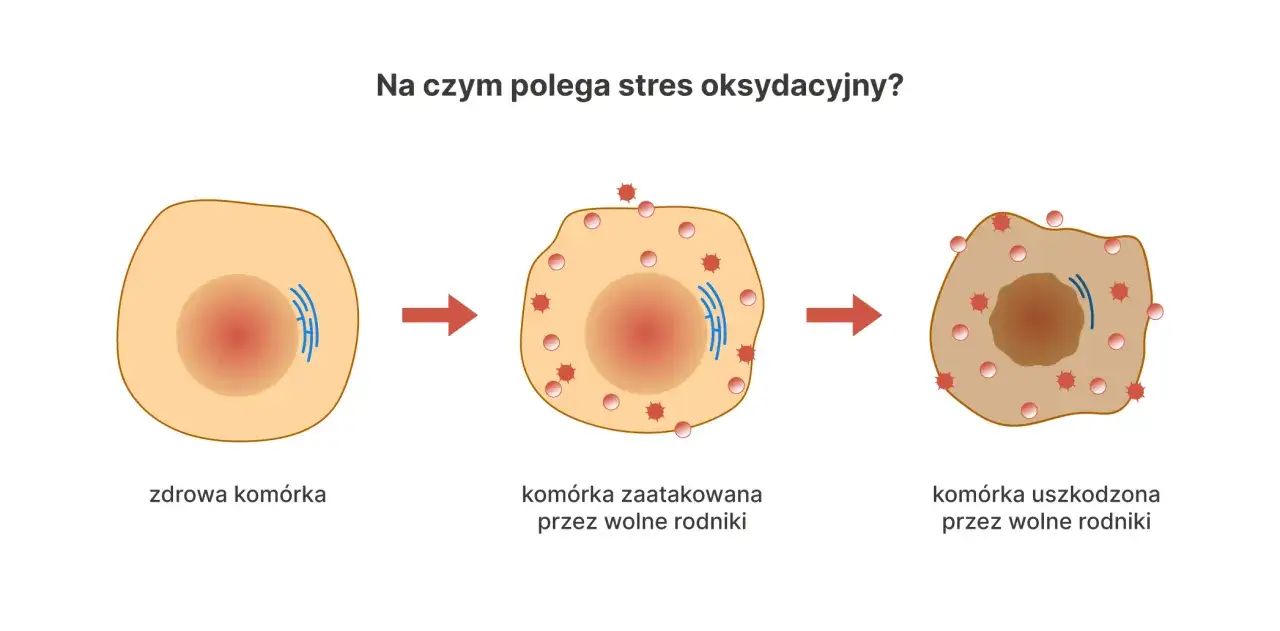 Ilustracja pokazuje, jak wolne rodniki atakują zdrową komórkę, prowadząc do jej uszkodzenia. To jest właśnie stres oksydacyjny.